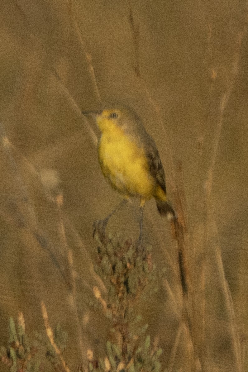 Yellow Chat - ML642934737