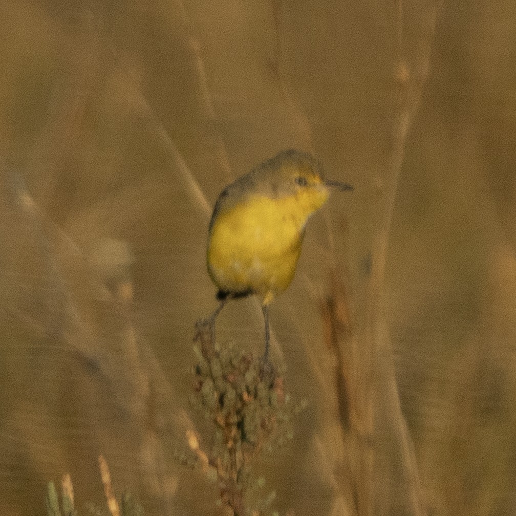 Yellow Chat - ML642934738