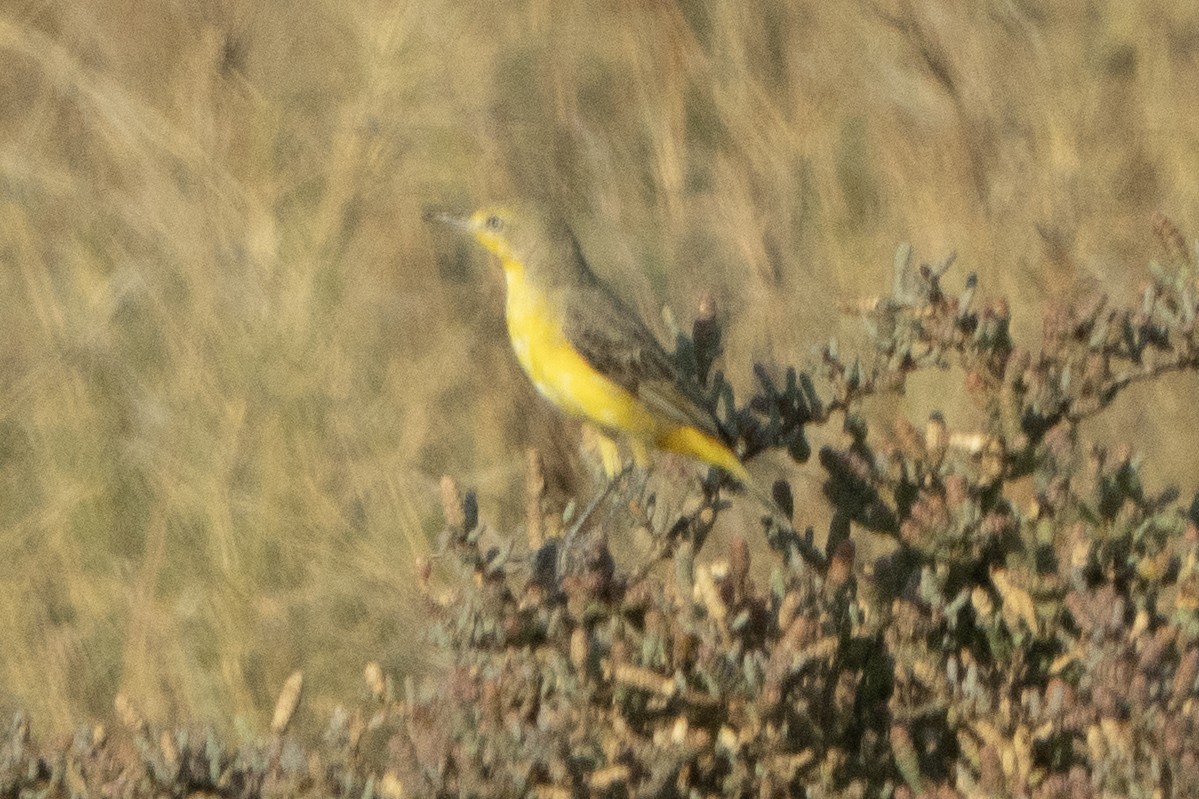 Yellow Chat - ML642934739