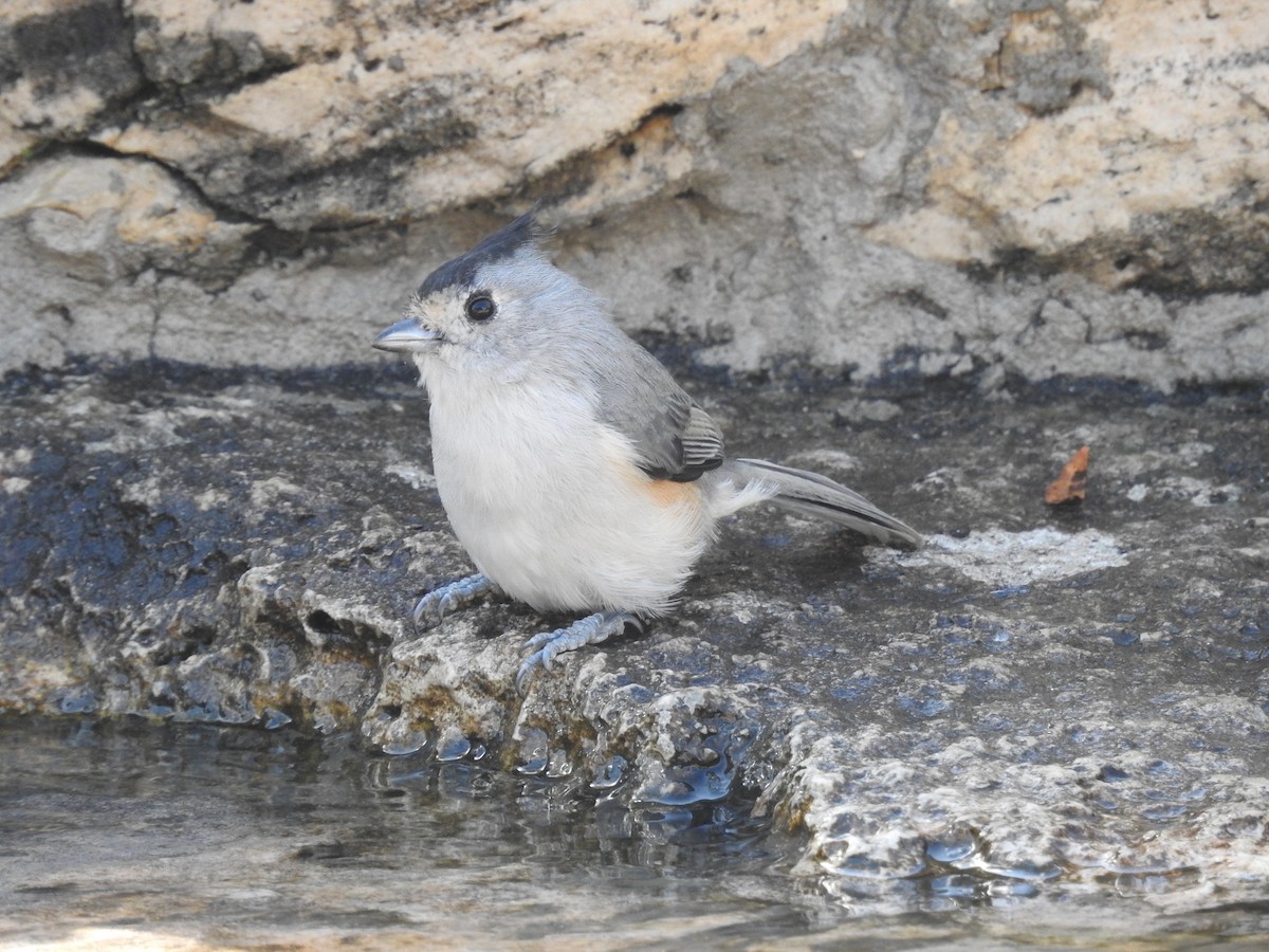 Black-crested Titmouse - ML642934751