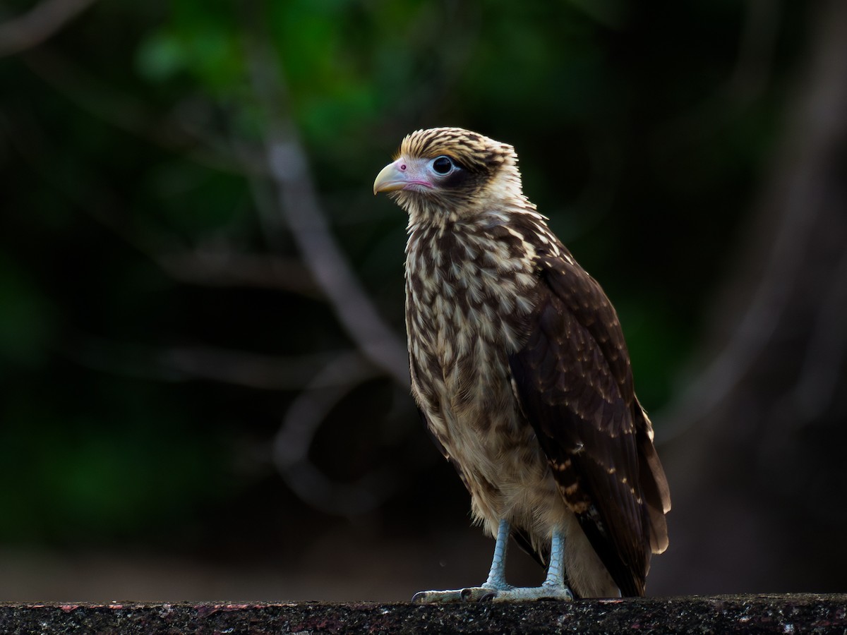 Yellow-headed Caracara - ML642934767
