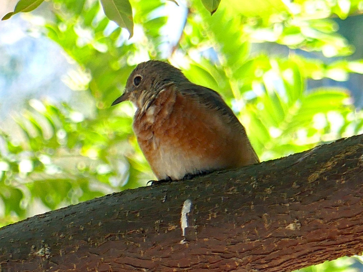 Western Bluebird - ML642934768