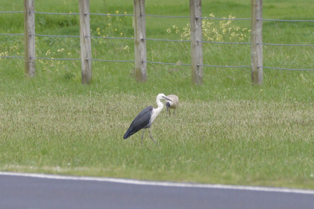 Pacific Heron - ML642934771