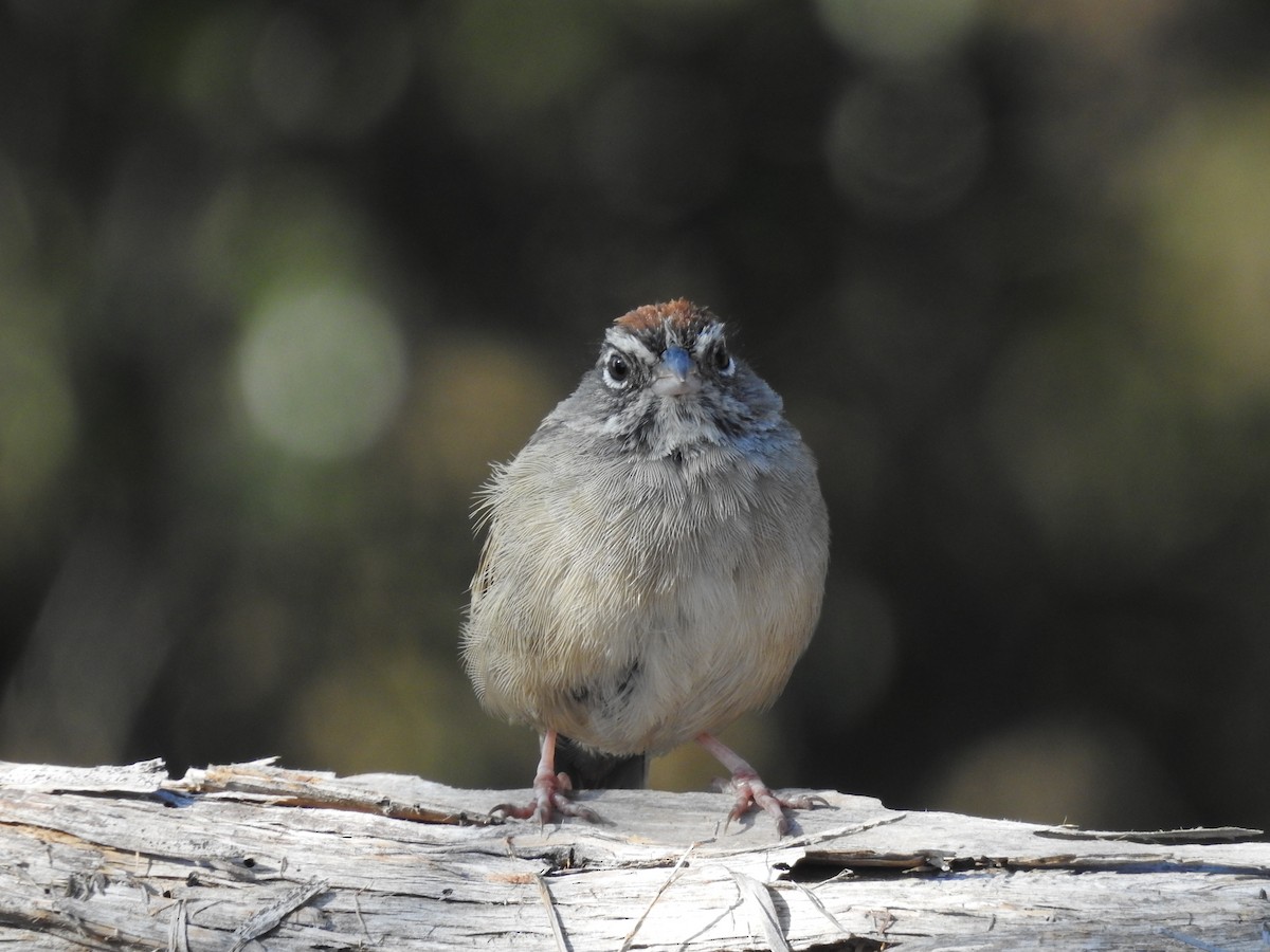 Rufous-crowned Sparrow - ML642934776