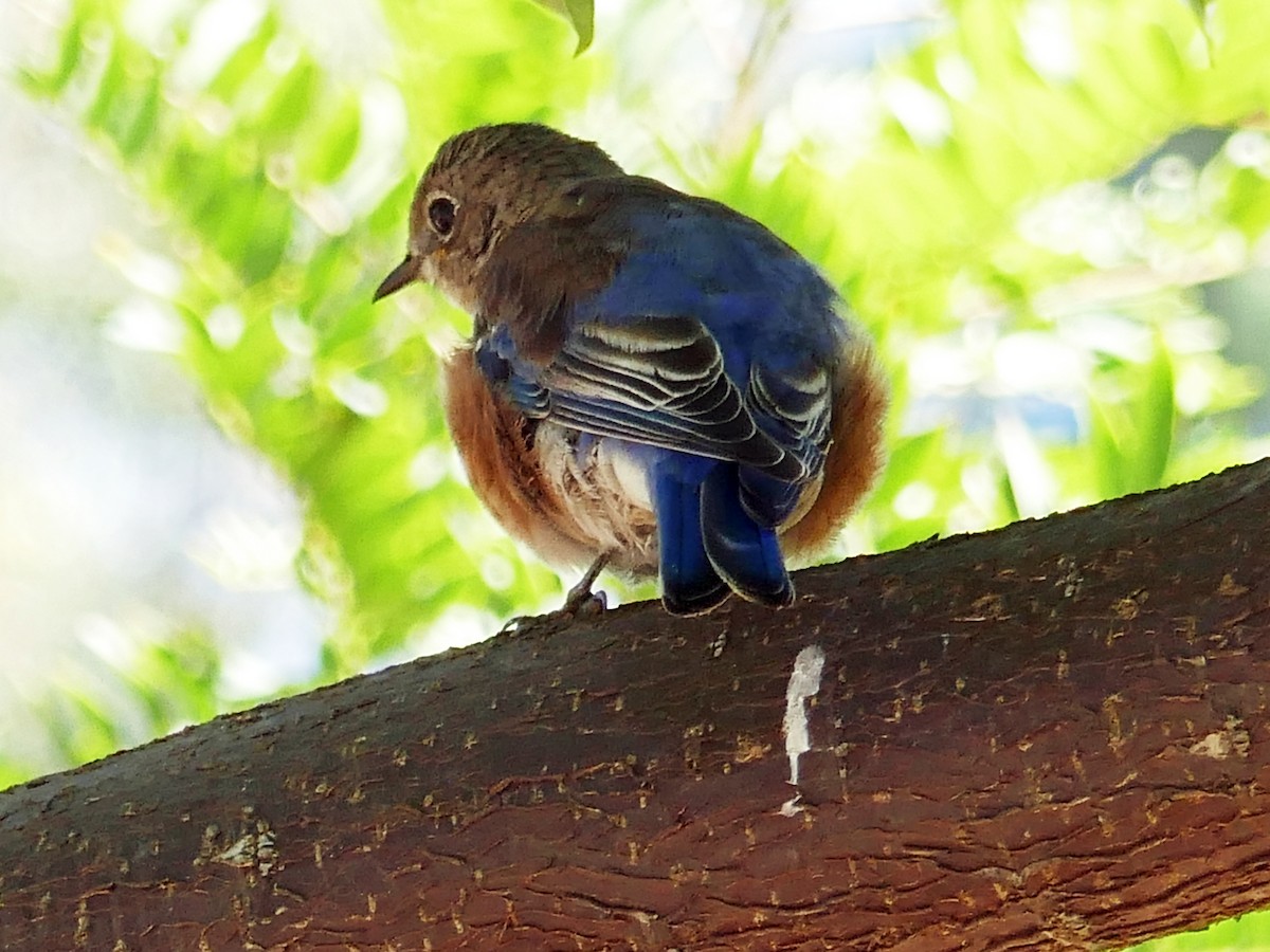 Western Bluebird - ML642934781