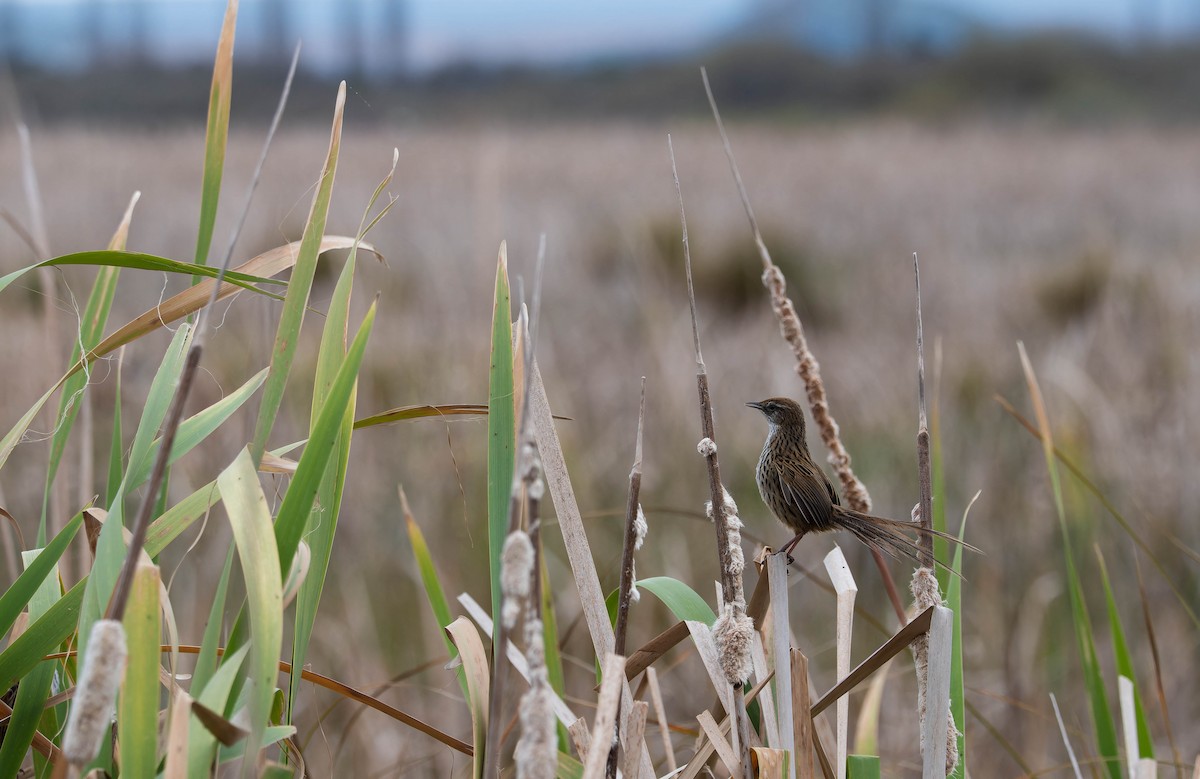 New Zealand Fernbird - ML642934782