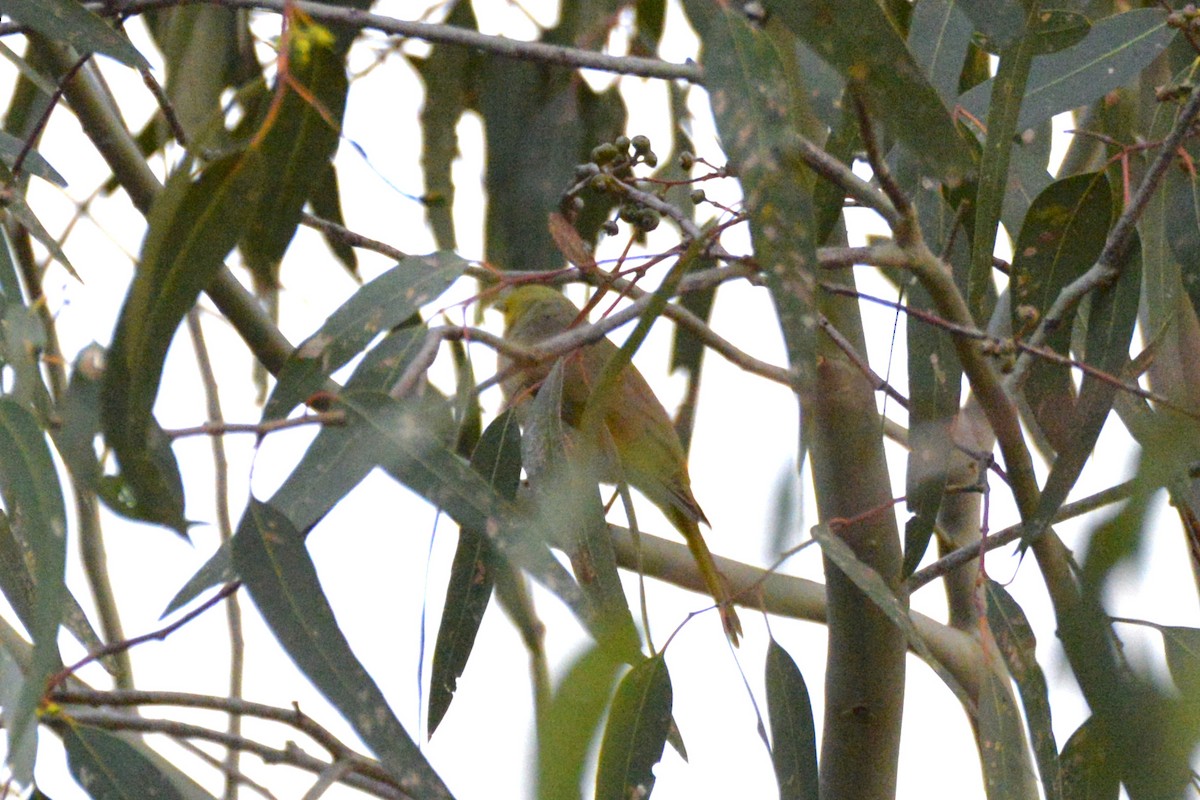 White-plumed Honeyeater - ML642934788