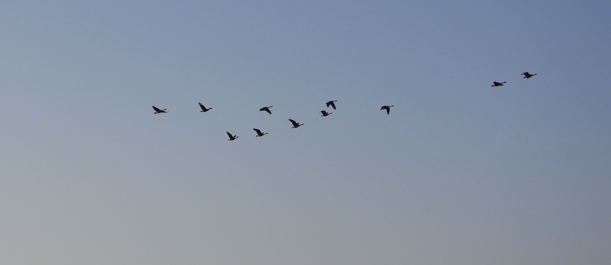 Canada Goose - ML642934796