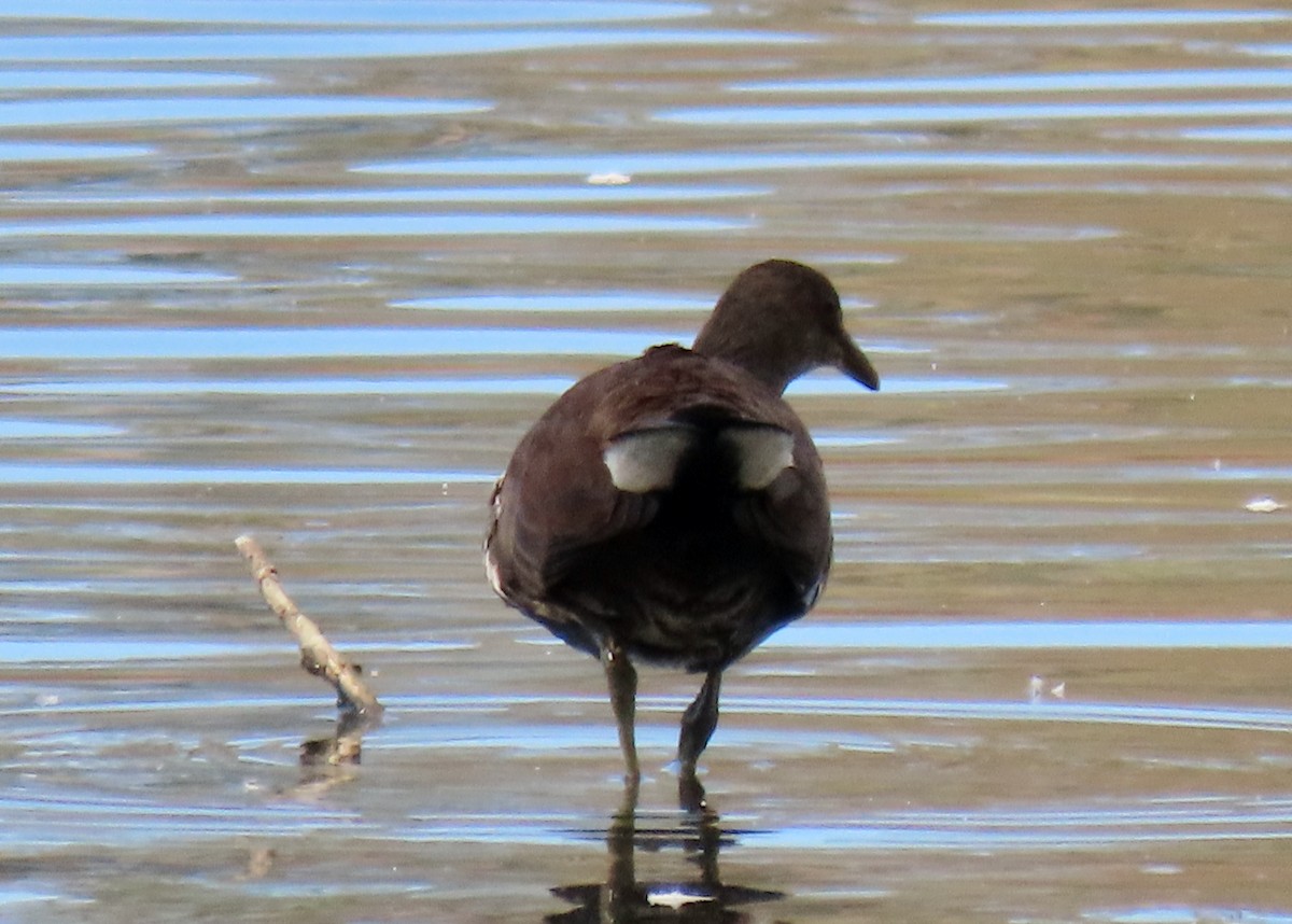 Common Gallinule - ML642934816