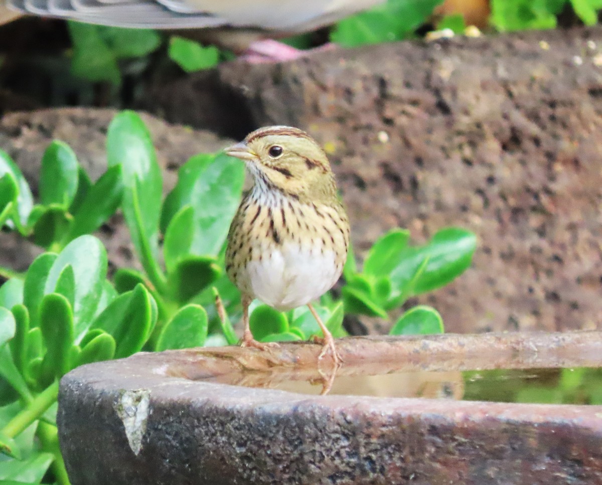 Lincoln's Sparrow - ML642934822