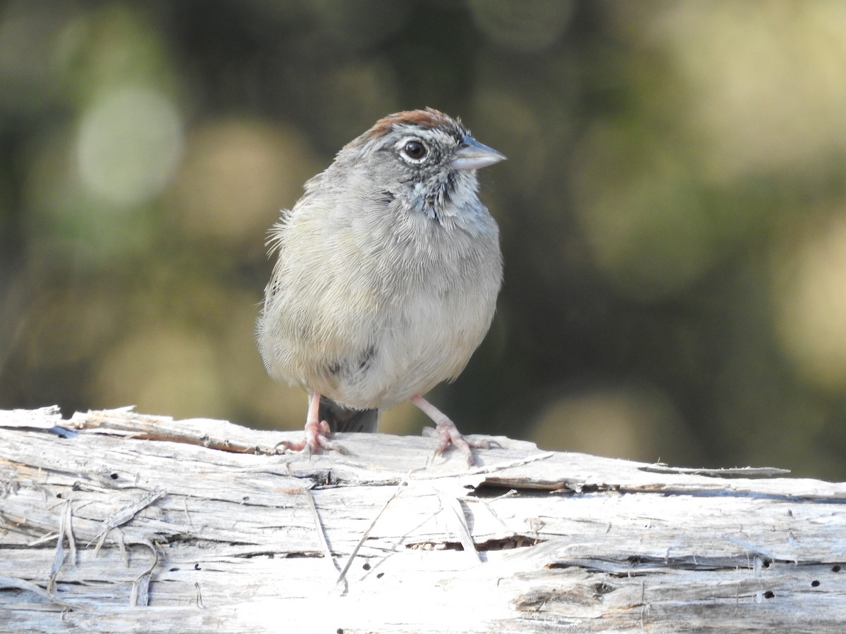 Rufous-crowned Sparrow - ML642934823