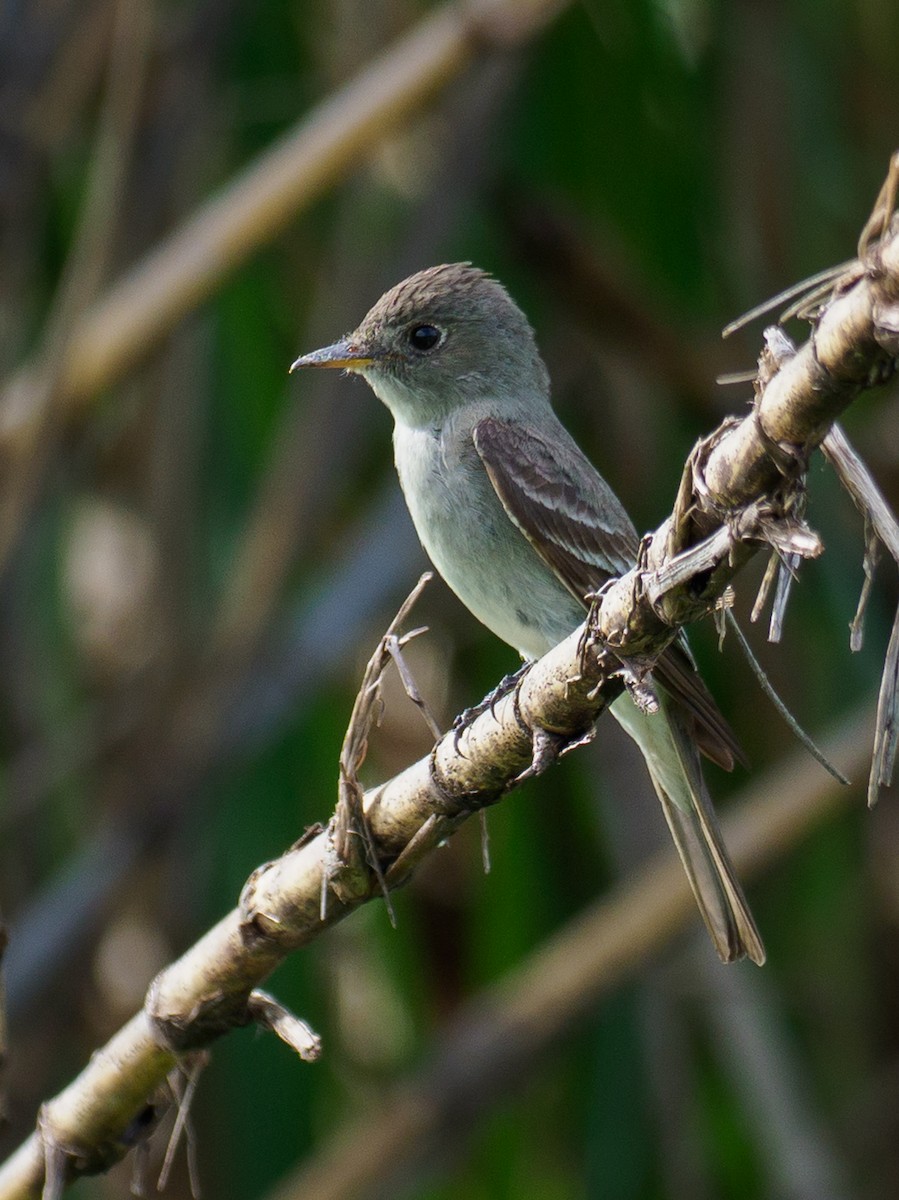 Northern Tropical Pewee - ML642934826