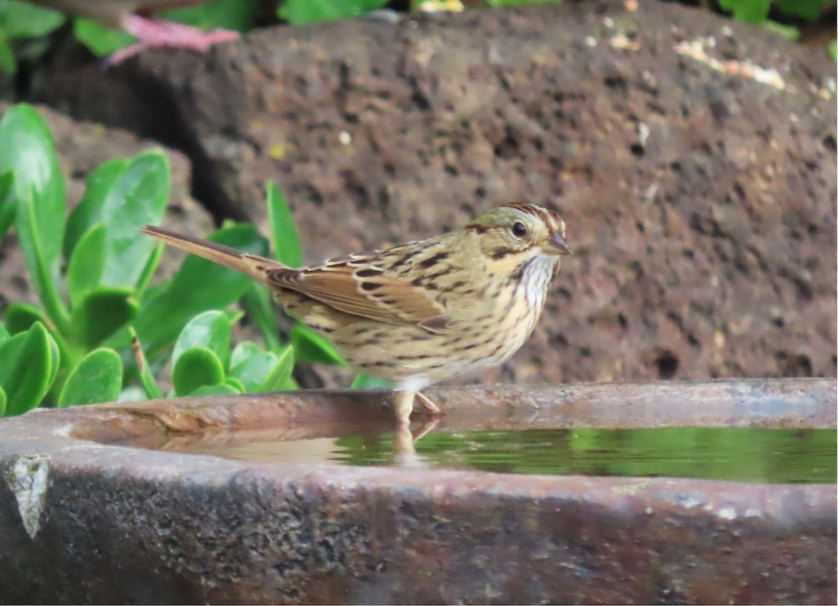 Lincoln's Sparrow - ML642934834