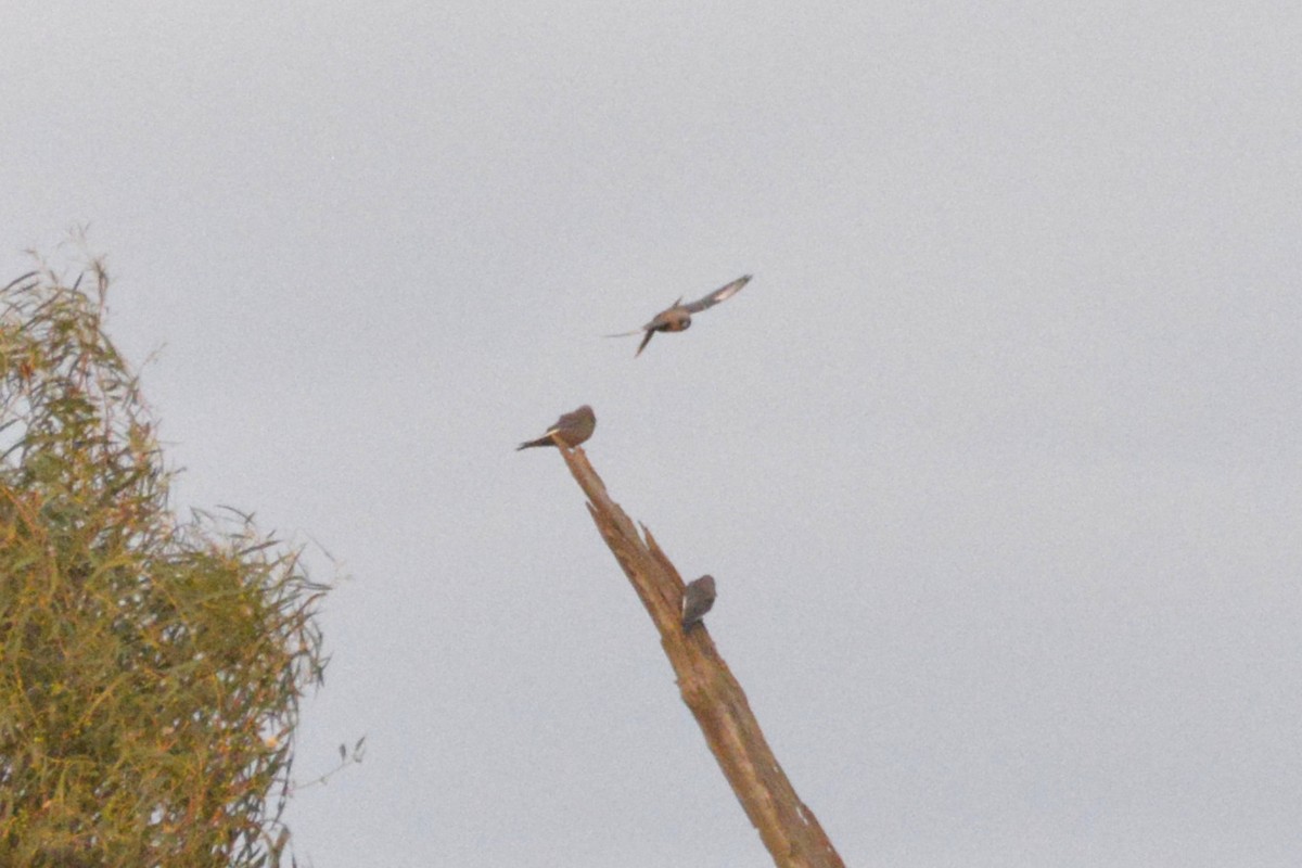 Dusky Woodswallow - ML642934836