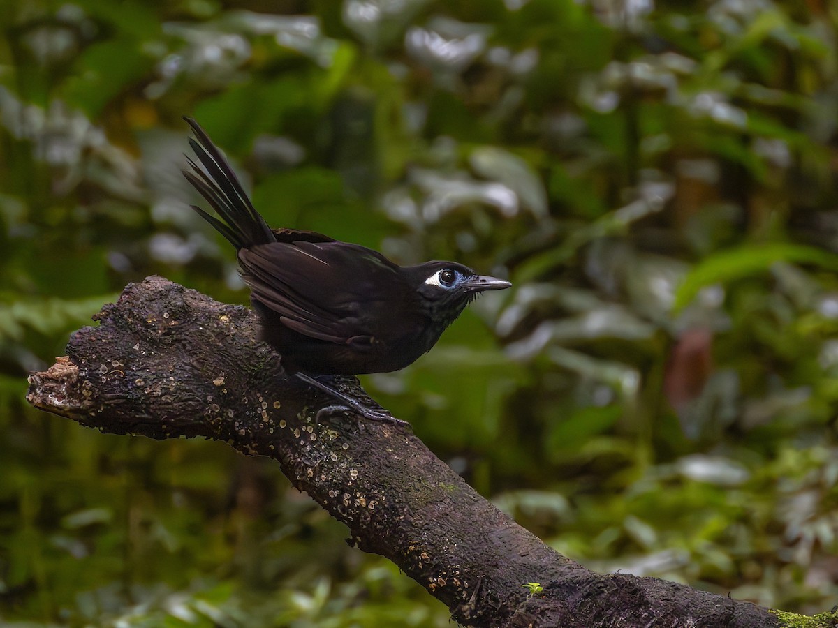 Blue-lored Antbird - ML642934839