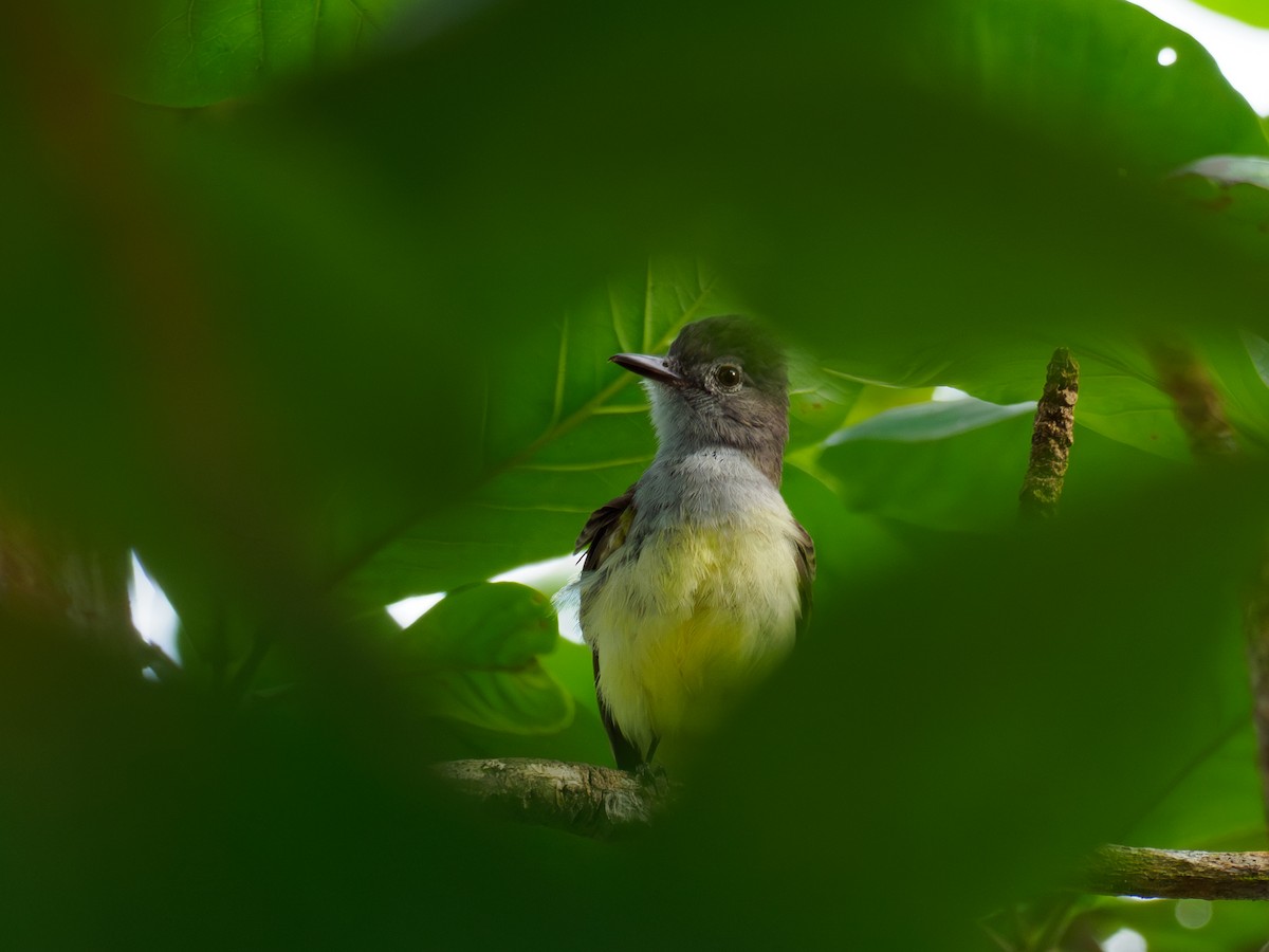 Panama Flycatcher - ML642934841