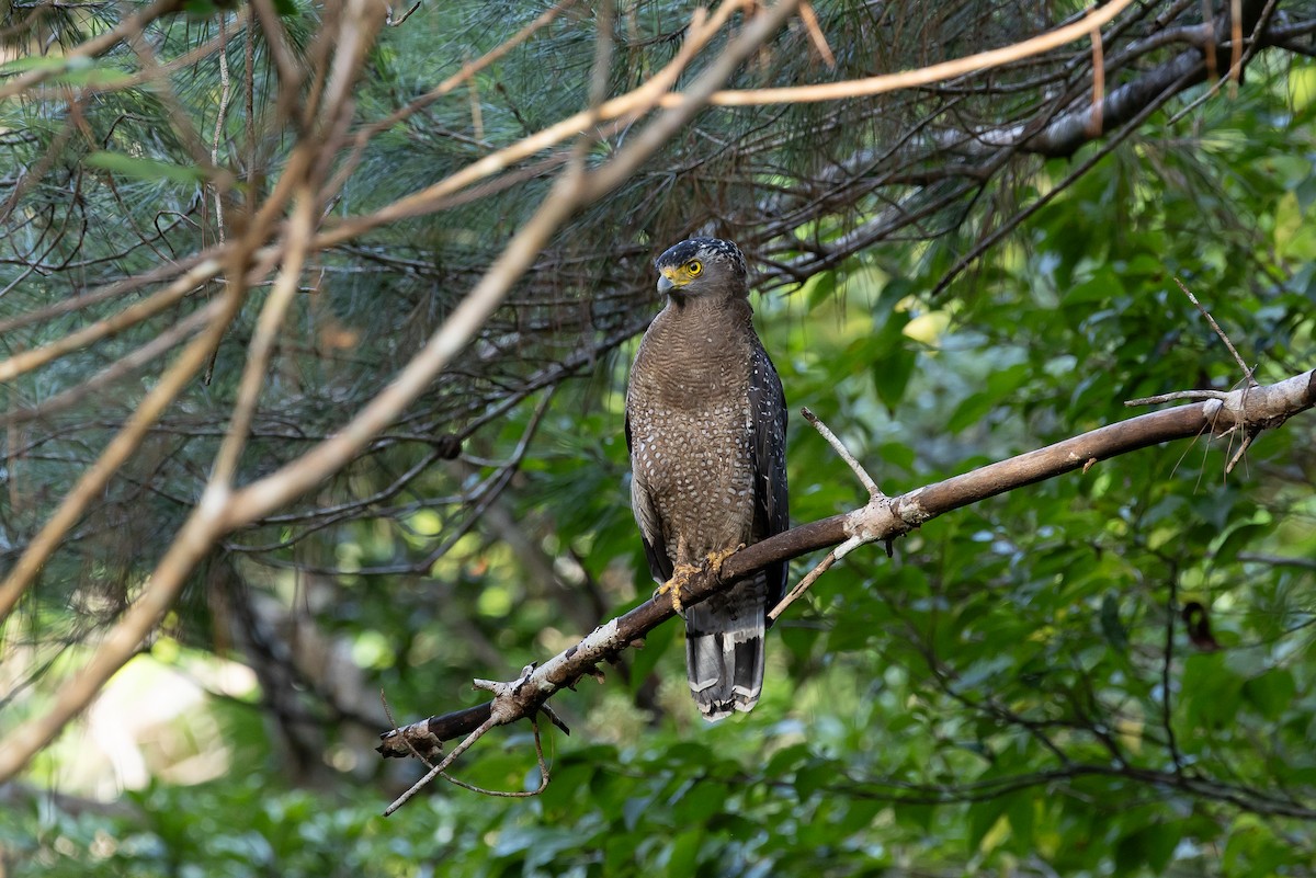 Crested Serpent-Eagle (Ryukyu) - ML642934851