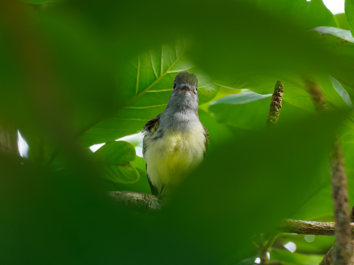 Panama Flycatcher - ML642934864