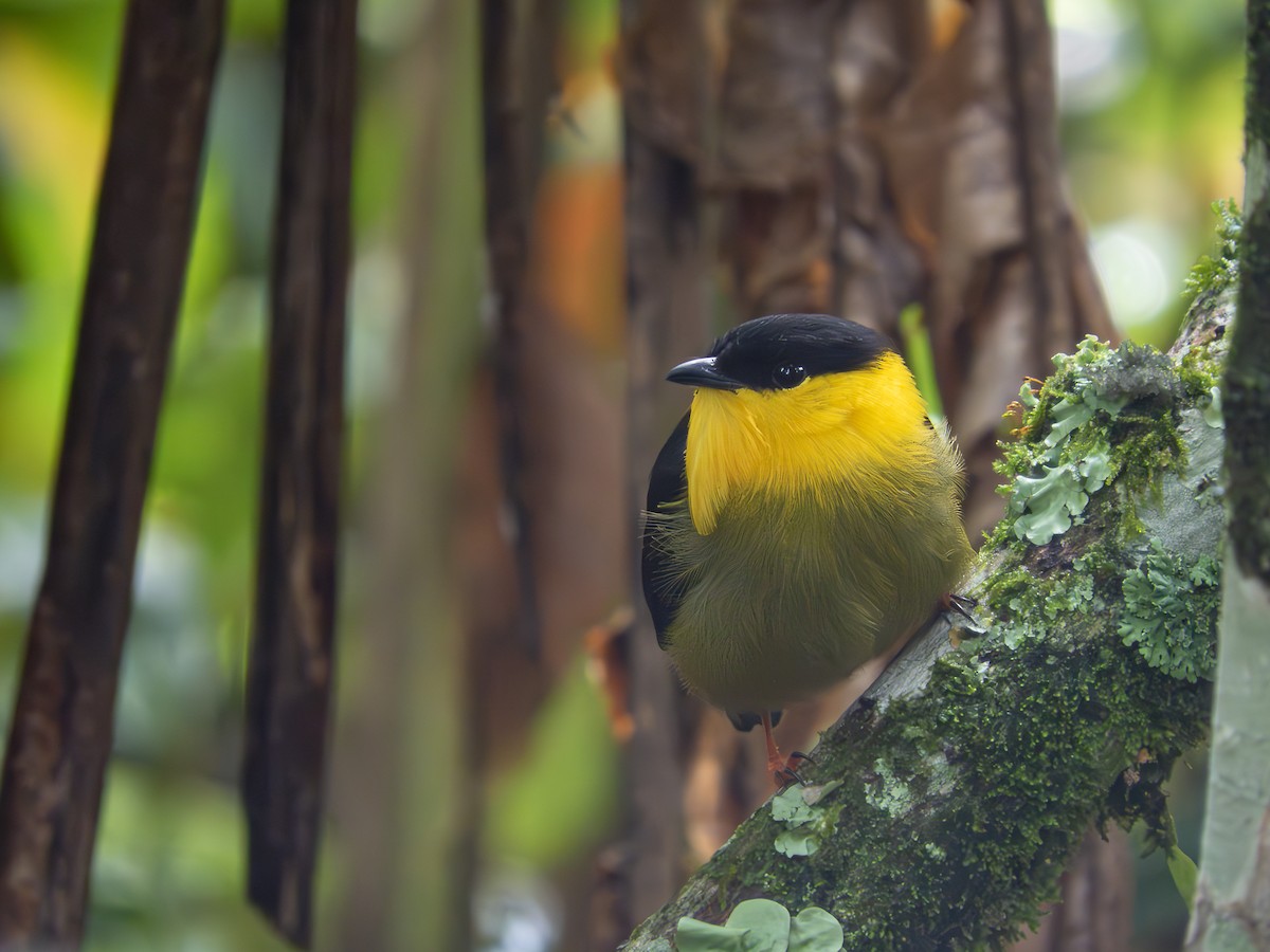 Golden-collared Manakin - ML642934870