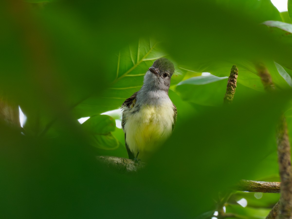 Panama Flycatcher - ML642934871