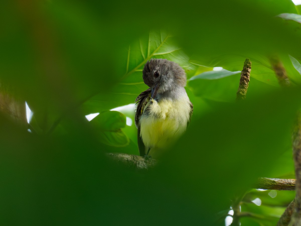 Panama Flycatcher - ML642934874
