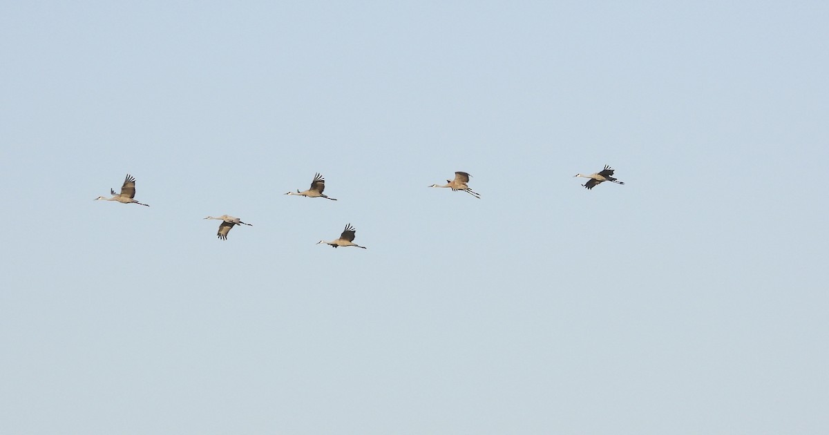 Sandhill Crane - ML642934879