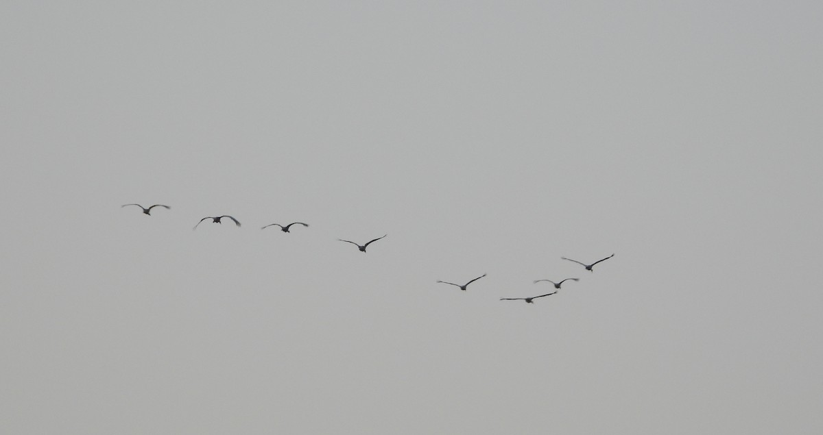 Sandhill Crane - ML642934880