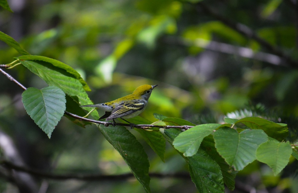Chestnut-sided Warbler - ML642934884