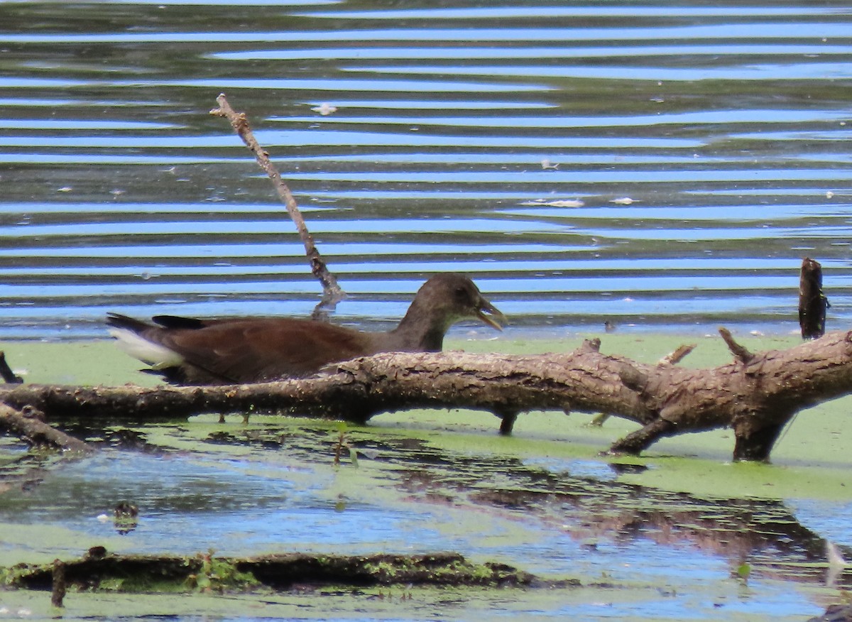 Common Gallinule - ML642934885