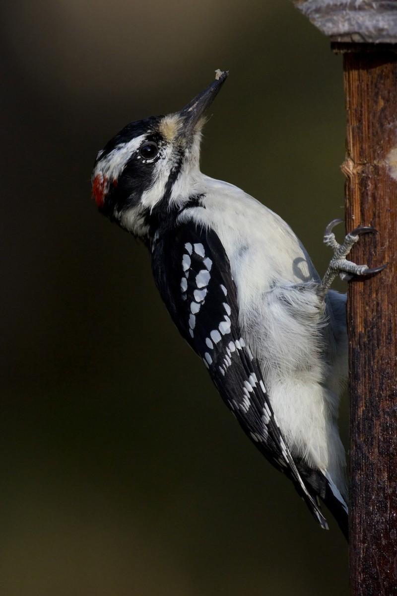 Hairy Woodpecker - ML642934896