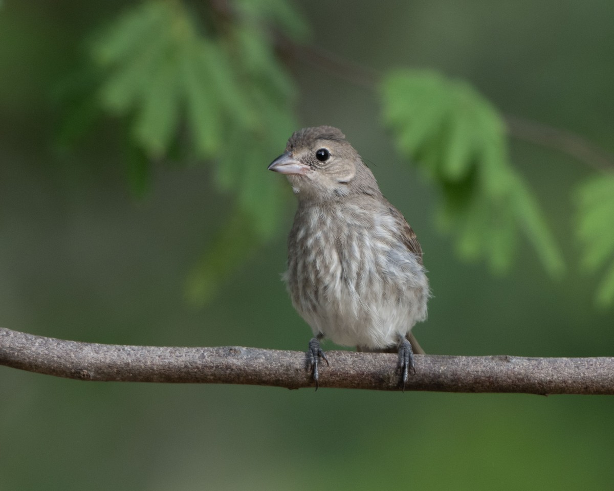 Pileated Finch - ML642934904