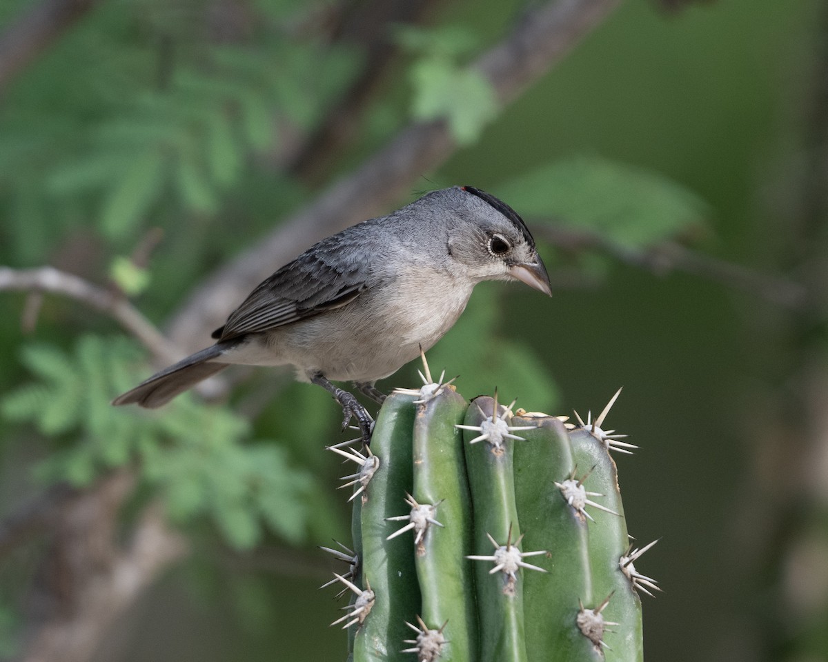 Pileated Finch - ML642934905