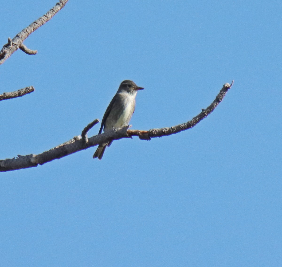 Olive-sided Flycatcher - ML642934914