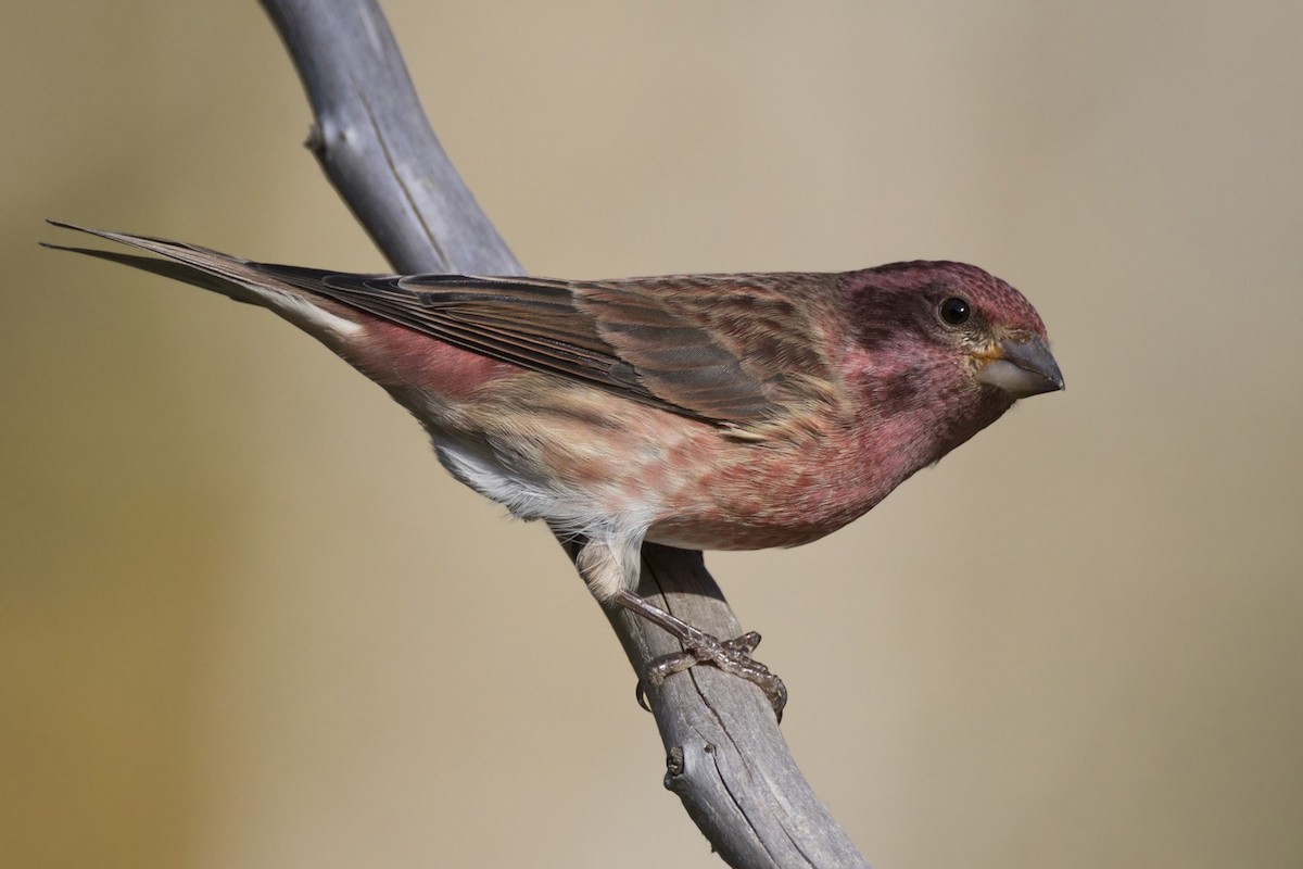 Purple Finch - ML642934927