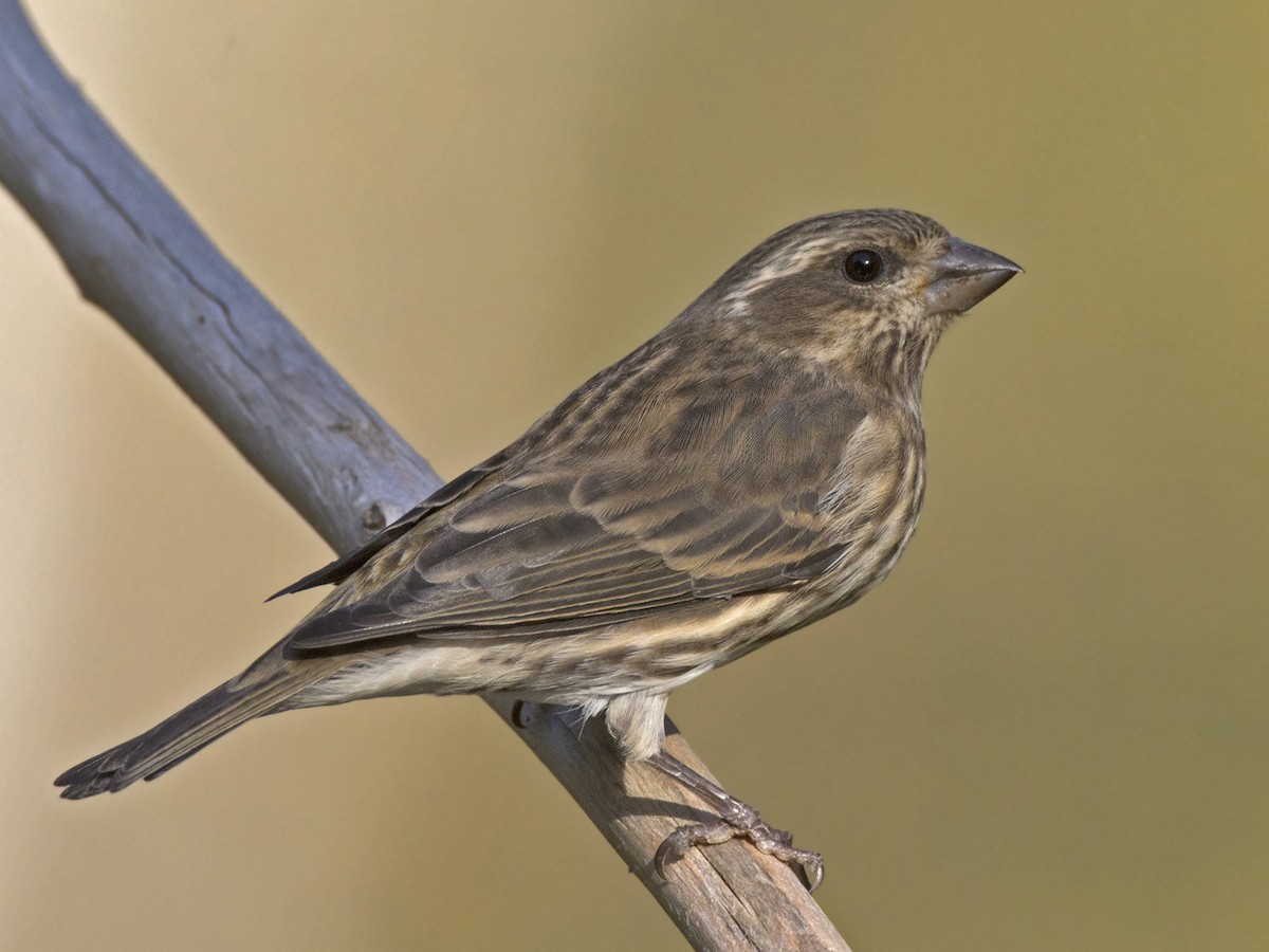 Purple Finch - ML642934940