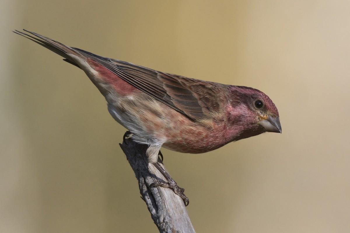 Purple Finch - ML642934951