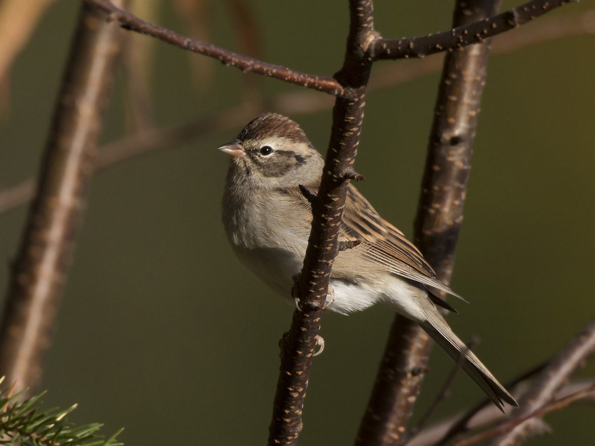 Chipping Sparrow - ML642934959