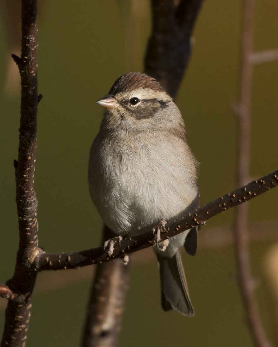 Chipping Sparrow - ML642934964