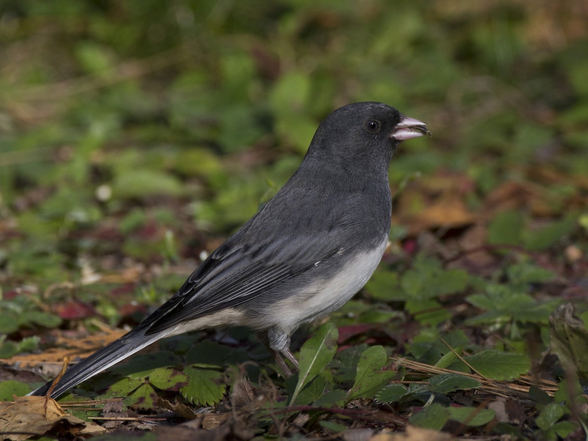Dark-eyed Junco - ML642934973