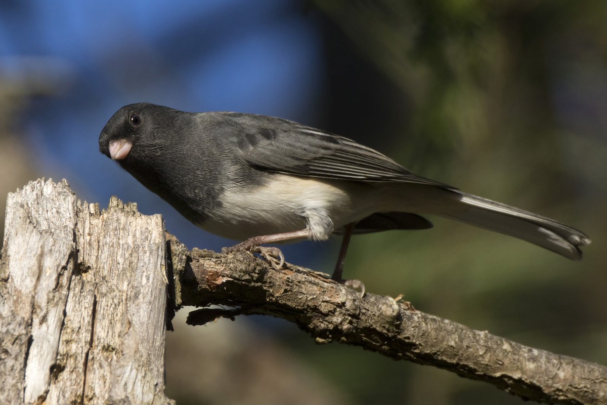 Dark-eyed Junco - ML642934982