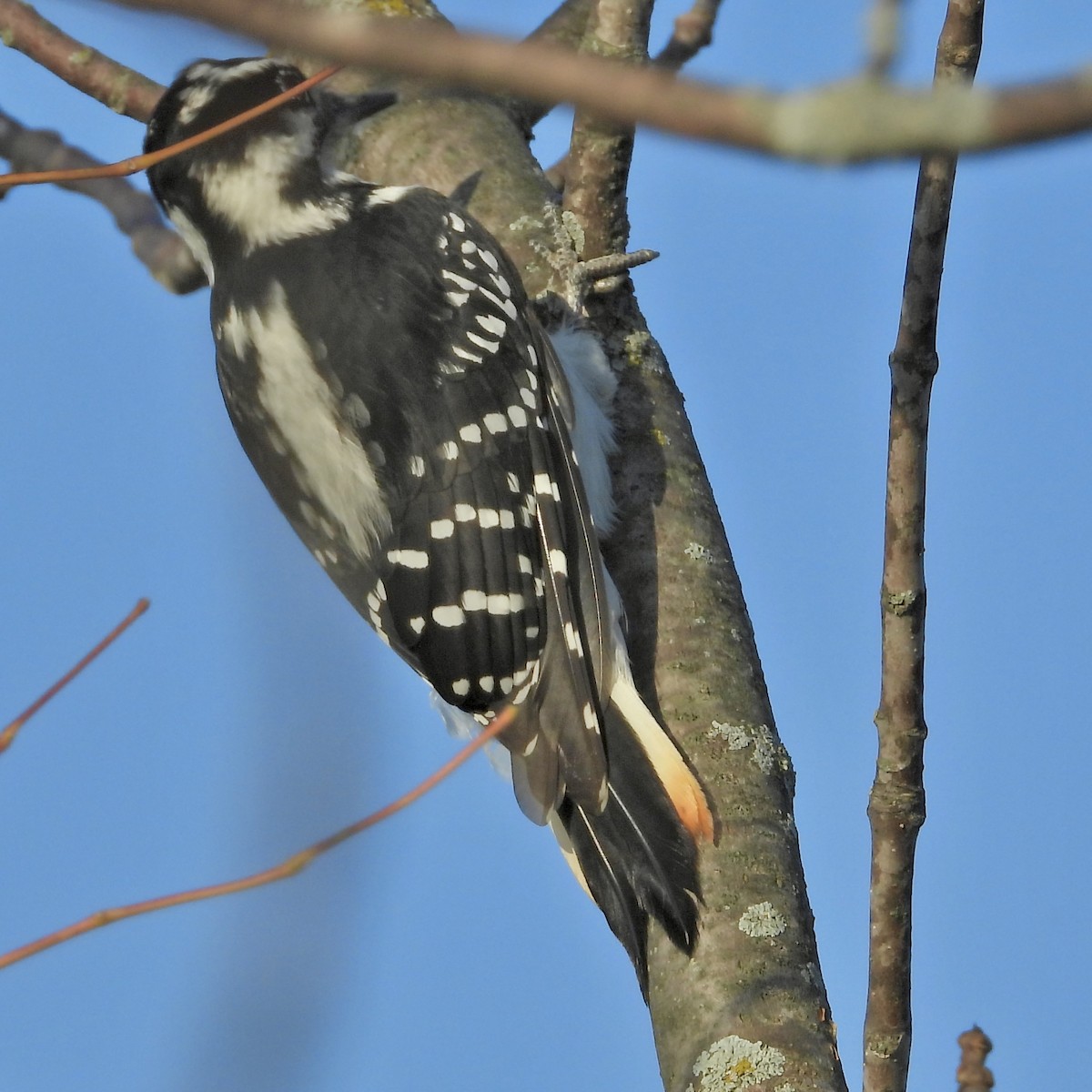 Hairy Woodpecker - ML642934992