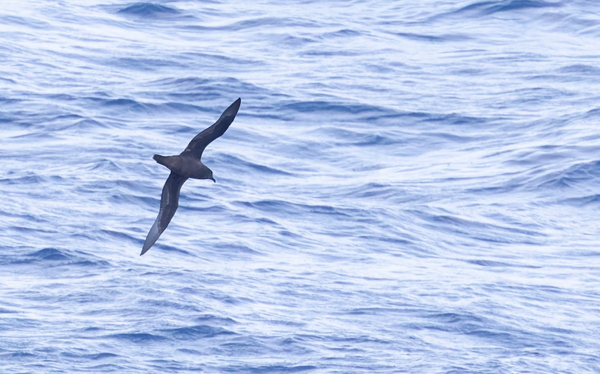 Тайфунник довгокрилий - ML642935011