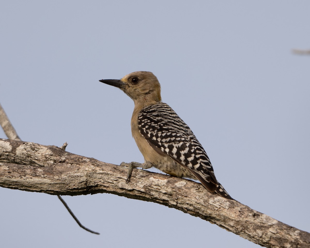 Red-crowned Woodpecker - ML642935022