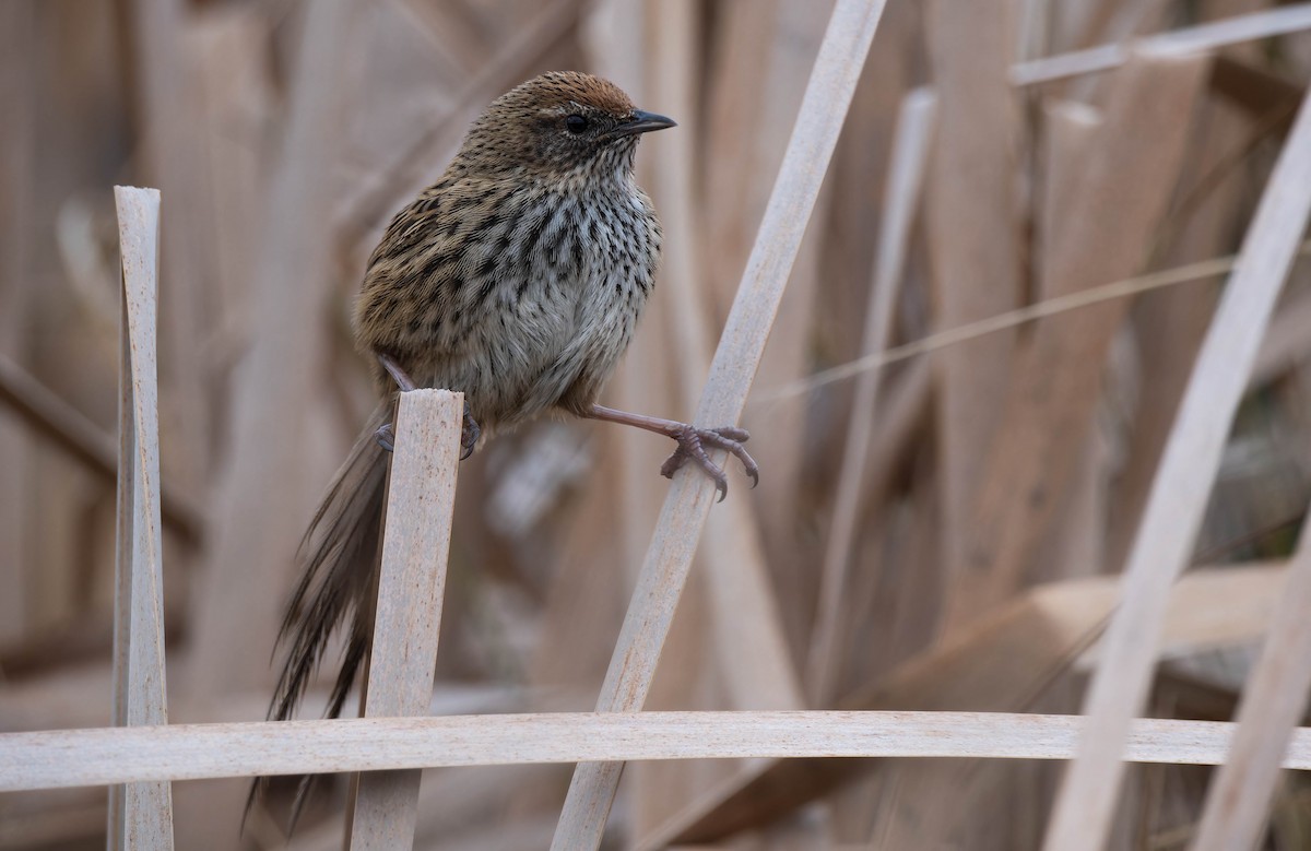 New Zealand Fernbird - ML642935051