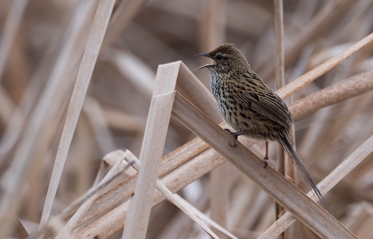 New Zealand Fernbird - ML642935053