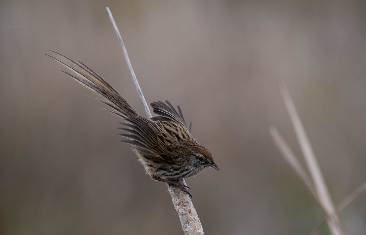 New Zealand Fernbird - ML642935056