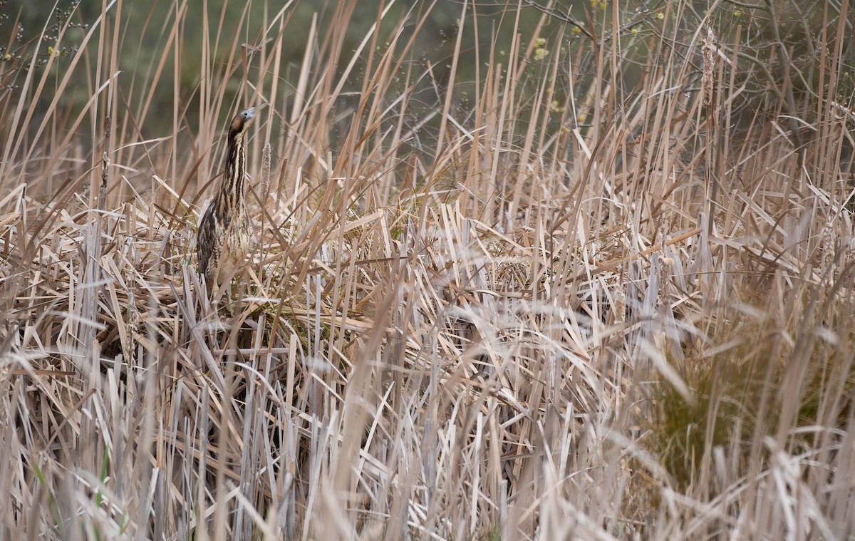 Australasian Bittern - ML642935057