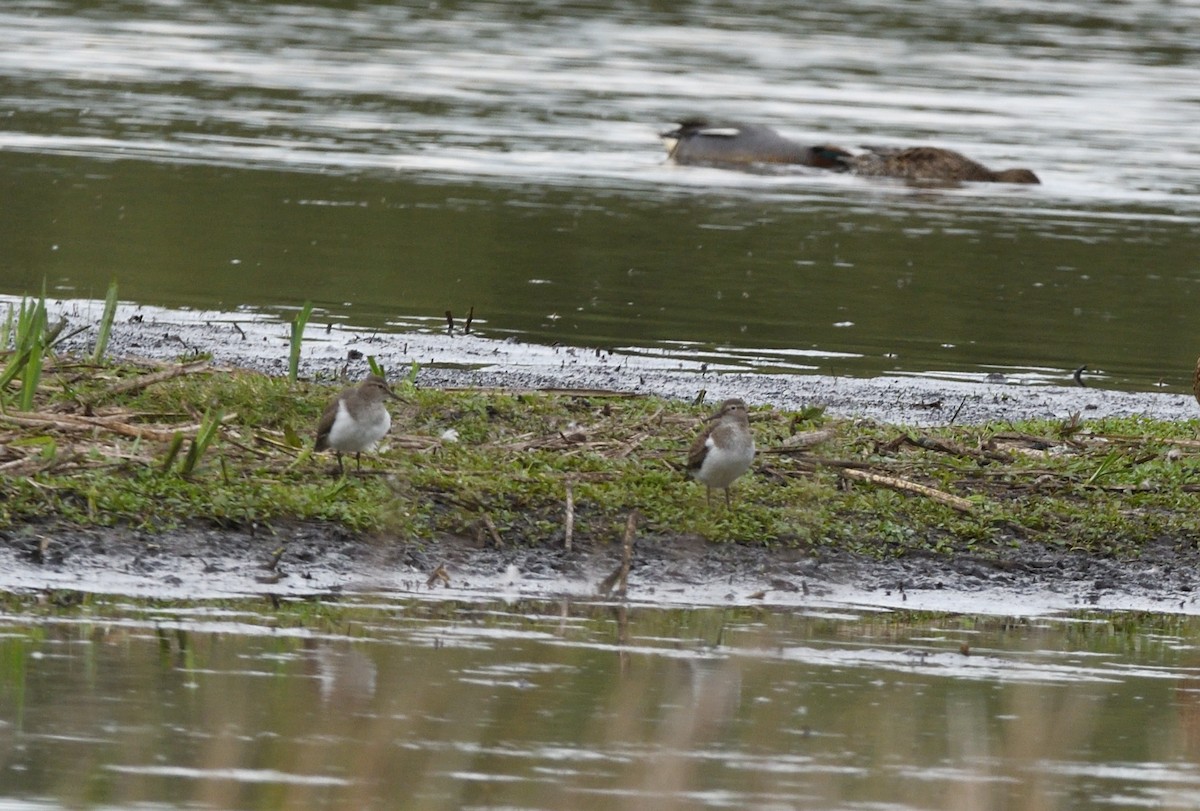 Common Sandpiper - ML642935086