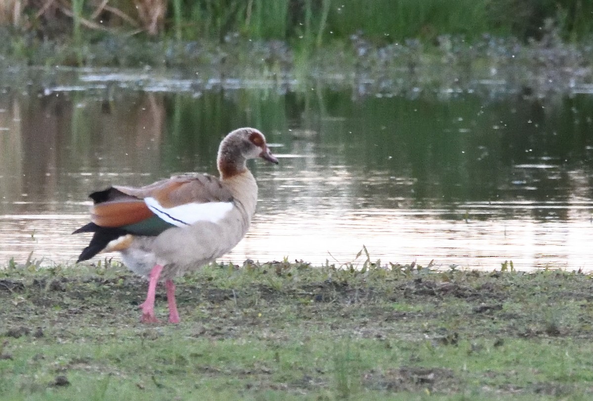 Egyptian Goose - ML642935089