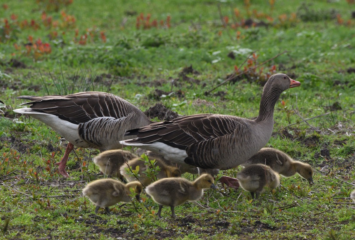 Graylag Goose - ML642935092